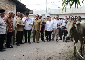 Idul Adha 1440 H, UMSU Kurban 46 Ekor Sapi